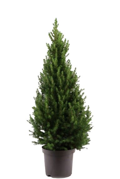 Picea Glauca December