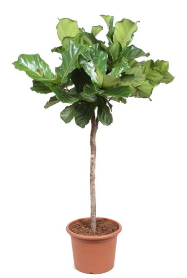 Ficus Lyrata op stam