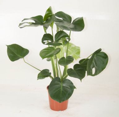 Philodendron Monstera