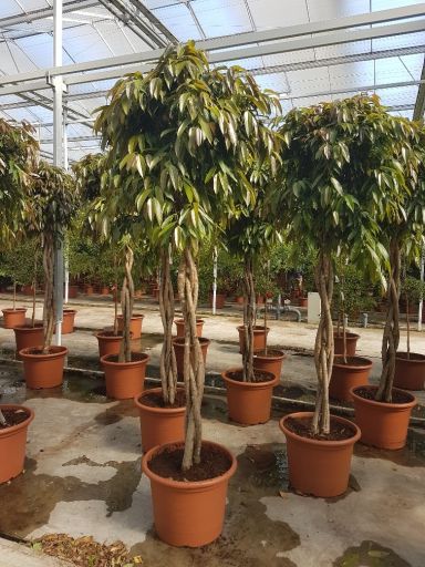 Ficus Amstel King