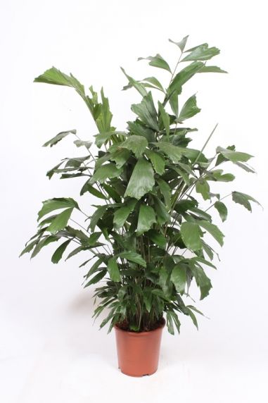 Caryota palm