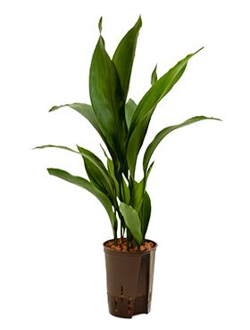 Aspidistra elatior