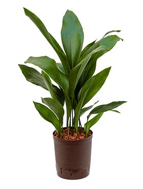 Aspidistra elatior