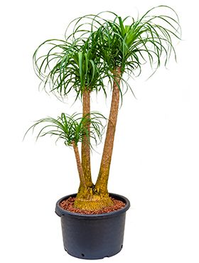 Beaucarnea recurvata