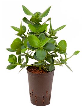 Clusia rosea princess