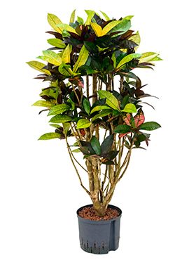 Croton (codiaeum) iceton