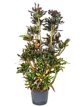 Croton (codiaeum) mamey