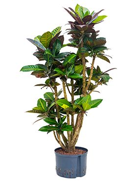 Croton (codiaeum) petra