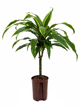 Dracaena arturo