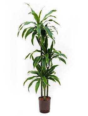 Dracaena arturo