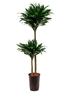 Dracaena compacta