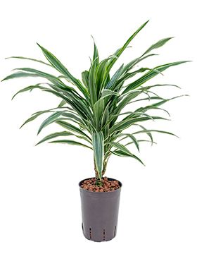 Dracaena deremensis
