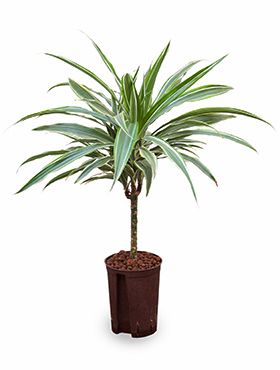 Dracaena deremensis