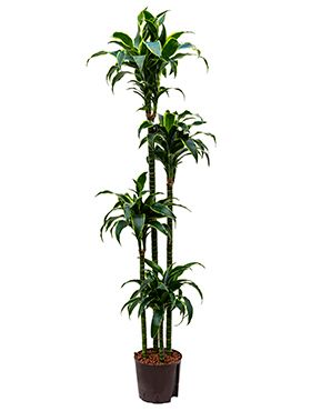 Dracaena dorado