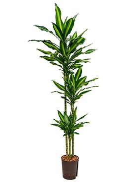 Dracaena cintho