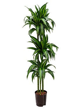 Dracaena hawaiian sunshine