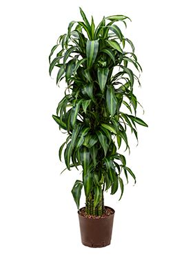 Dracaena hawaiian sunshine