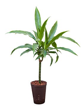 Dracaena janet craig