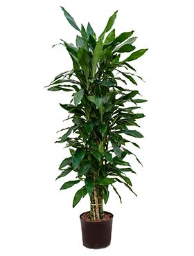 Dracaena-janet-lind-grote-kamerplant