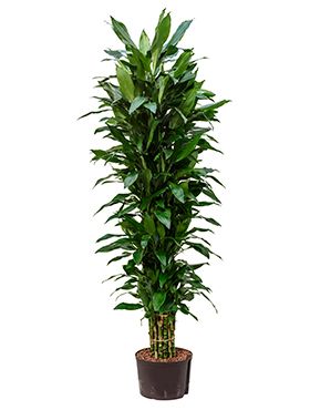 dracaena janet lind hydrocultur