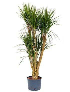 Dracaena marginata