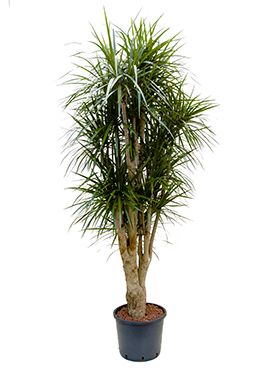 Dracaena marginata
