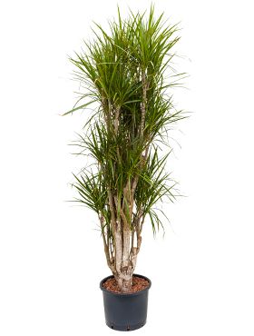 Dracaena marginata