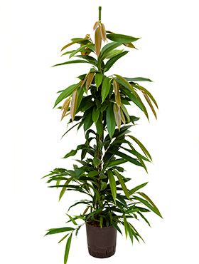 Ficus amstel king