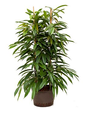 Ficus amstel king
