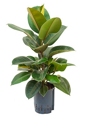 Ficus elastica robusta
