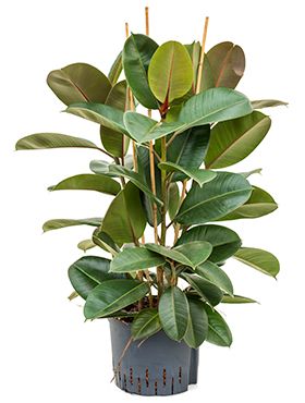 Ficus elastica robusta