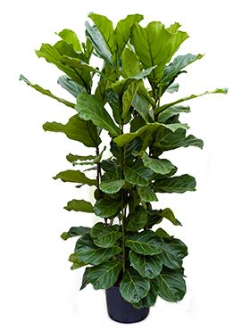Ficus lyrata