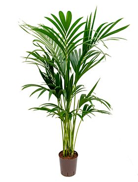 Kentia