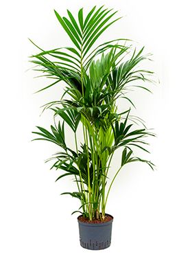 Kentia