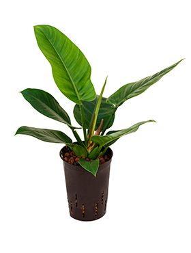 Philodendron imperial green