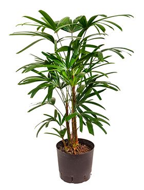 Rhapis-Excelsa-kamerplant
