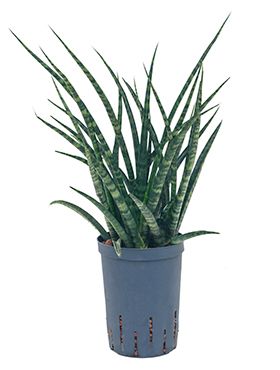 Sansevieria fernwood