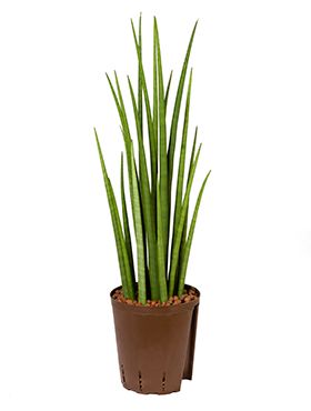 Sansevieria spikes