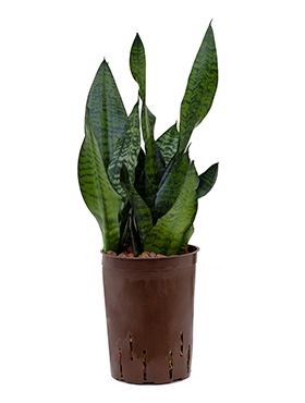 Sansevieria zeylanica compacta