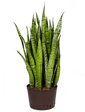 Sansevieria zeylanica