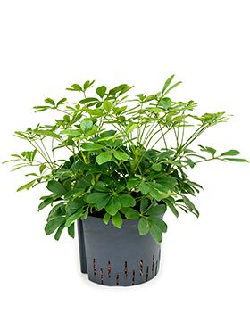Schefflera arboricola