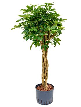 Schefflera arboricola