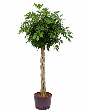 Schefflera arboricola