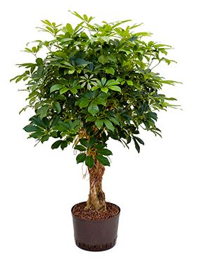 Schefflera arboricola