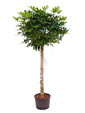 Schefflera arboricola