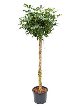 Schefflera arboricola