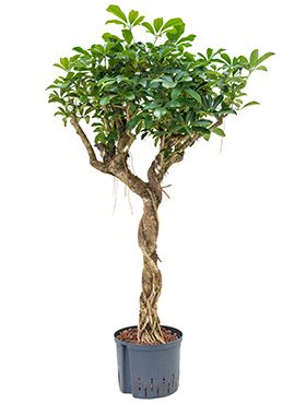 Schefflera arboricola