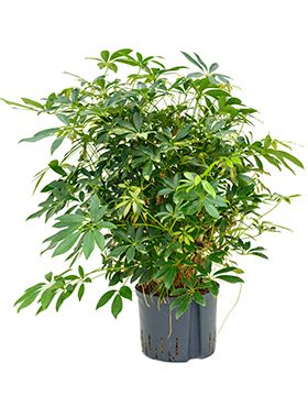 Schefflera arboricola