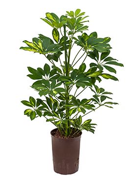 Schefflera gold capella