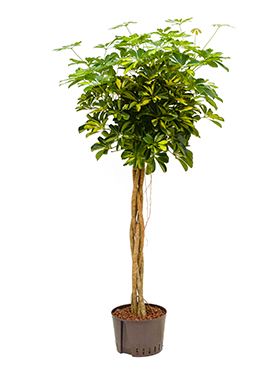 Schefflera gold capella